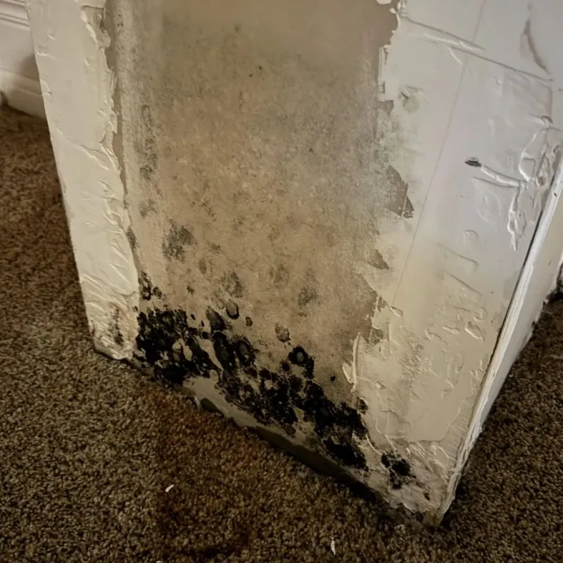 Professional Mold Removal in Wabash County, IL